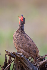 Swainson’s francolin sitting on a low dead tree in the morning sun and call to mark territory