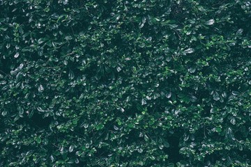 Green Leaves Fence Texture Background in Dark Tone.