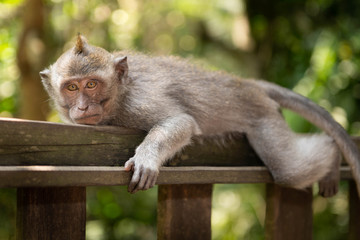 Young macaque longtailed monkey (macaca fascicularis) resting his head in Ubud Monkey Forest, Bali