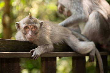 Young macaque longtailed monkey (macaca fascicularis) beeing groomed by adult in Ubud Monkey Forest, Bali