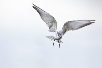 Whiskered tern in flight on cloudy day with spread wings artistic conversion