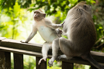 Baby Macaque longtailed monkey (macaca fascicularis) with adult female in Ubud Monkey Forest, Bali