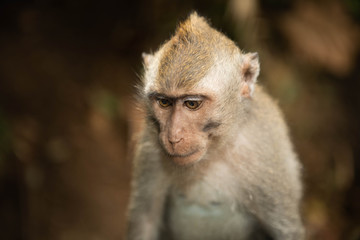 Portrait of female macaque longtailed monkey (macaca fascicularis) in Ubud Monkey Forest, Bali