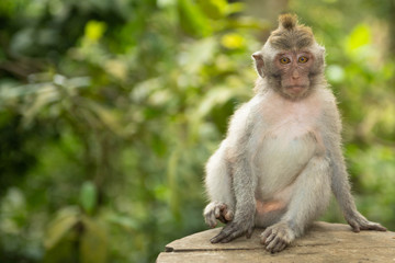 Female baby macaque longtailed monkey (macaca fascicularis) sitting on treestump in Ubud Monkey Forest, Bali
