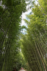 Fototapeta na wymiar Allee mit frischem grünen Bambus