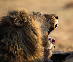 Lion male with a huge mane and long teeth yawn with after eating