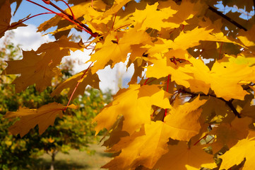 Autumn leaves. Yellow leaves on the trees. Abstraction on the autumn theme.