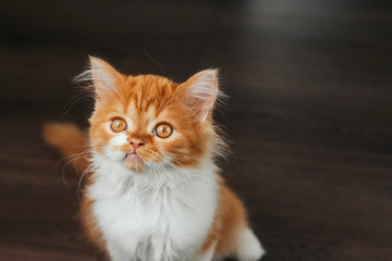  Fluffy ginger kitten on a dark background.