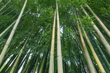 Allee mit frischem grünen Bambus