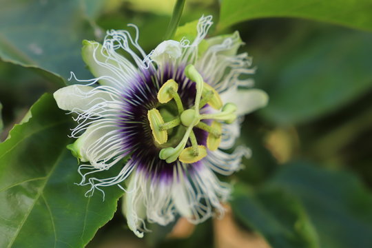 flower of passion fruit