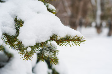 spruce covered with snow close-up
