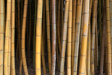 Brauner Bambus
