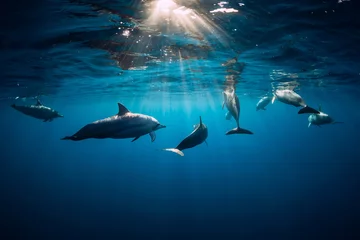 Poster Dolphins swimming underwater in ocean at Mauritius © artifirsov