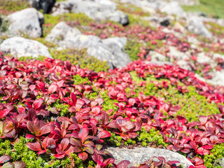 草紅葉 登山 高山植物