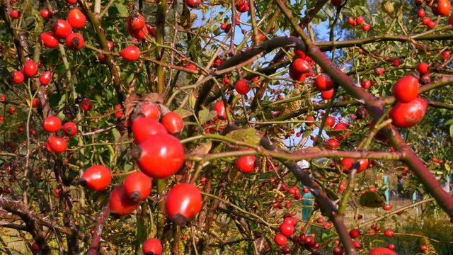 Autumn hawthorn bush strewn with many bright red healthy berries. Crataegus monogyna. Close-up.