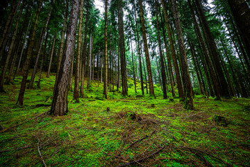 morning in the forest