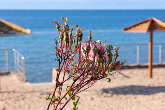 Buds and pink rose flower on background of parasols on the beach of Lake Issyk-Kul. Kyrgyzstan - Powered by Adobe