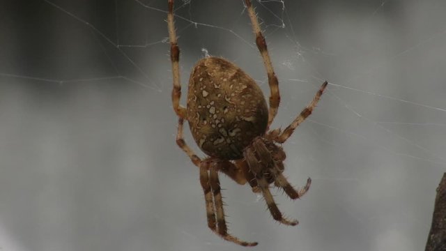 Araneus Diadematus