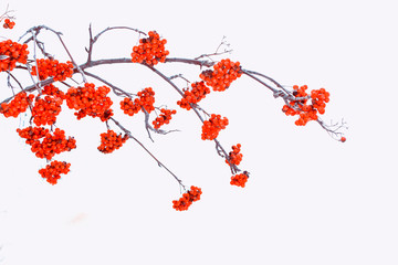 Frozen berries of red mountain ash.