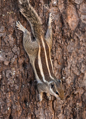 Chipmunk on a tree trunk