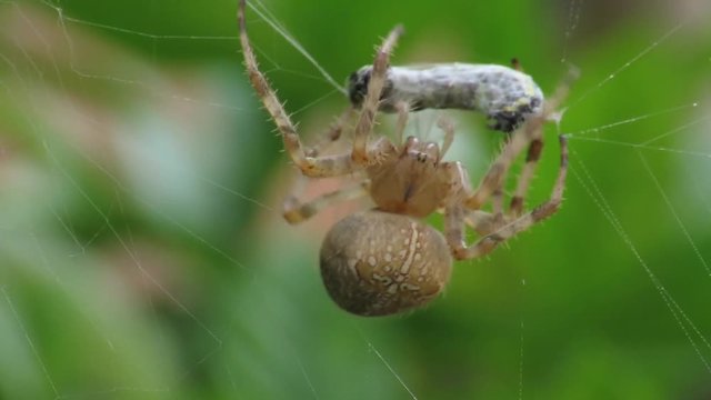 Araneus Diadematus