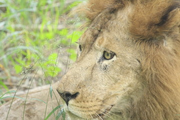 lion