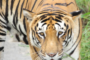 tiger