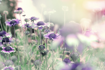Beautiful nature, flowering purple - violet flower in meadow 