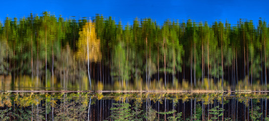 Inverted picture. View of reflection of autumn forest in water.
