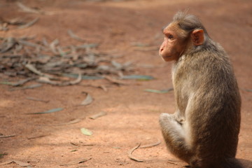 alone monkey