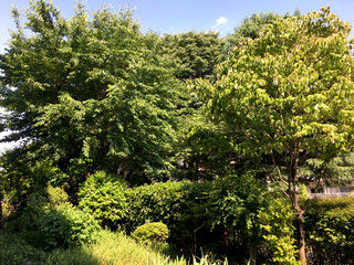 Pictures make the landscape a mysterious space. This is an ordinary residential area, not in the mountains. This is the back of my house. Hachioji City, Tokyo, Japan.