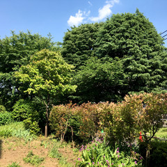 Pictures make the landscape a mysterious space. This is an ordinary residential area, not in the mountains. This is the back of my house. Hachioji City, Tokyo, Japan.