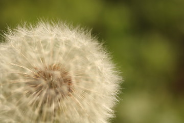 Fototapeta premium Eine einzelne Pusteblume.