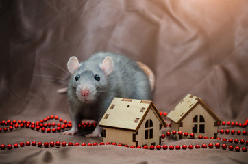 Blue irish domestic cute rat on brown background sits near New Year house and looking forward, symbol of year 2020
