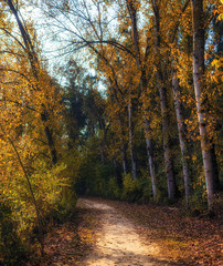 the forest and the colors