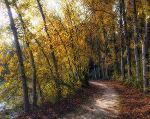 Obraz premium las i kolory