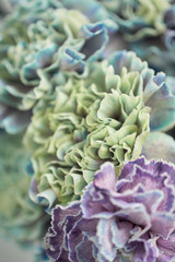 Petals Carnation, flower background. Unusual flowers dianthus . Spring flower pattern