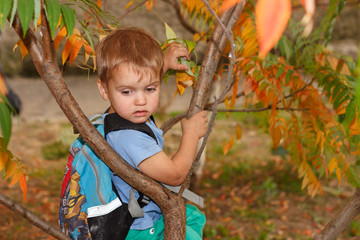 Boy with backpack climbing up on tree in autumn forest. Sunny autumn day