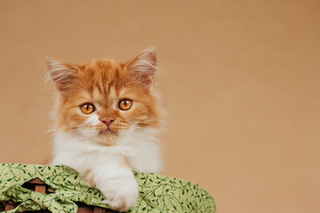 Small fluffy ginger kitten in a green basket on a light brown background with space for text.