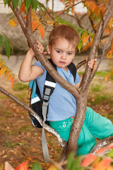 Boy with backpack climbing up on tree in autumn forest. Sunny autumn day