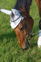 a saddle on the horse . a white piece on the horse's head and ear. race horses in a field or paddock grazing on green grass at a stud farm that breeds for the racing industry .