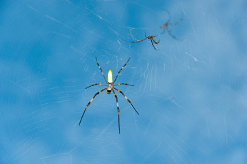 Spider Nephila clavata, known in Japan as the "Jorō-gumo". Isolated on blue sky background with copy space.