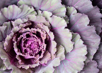 Obraz premium Red Cabbage