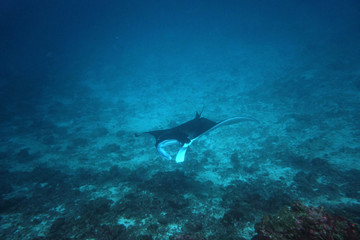 Fototapeta premium amazing marine fish world maldives