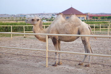 king of the desert, big animals, farm, hacienda, milk, travel, vacation, village, herbivores,...