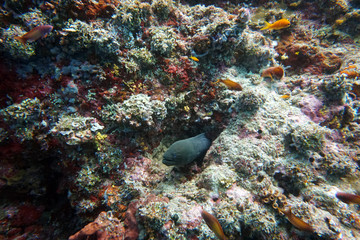 amazing marine fish world maldives