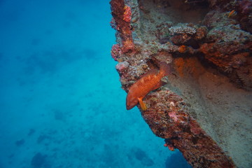 amazing marine fish world maldives