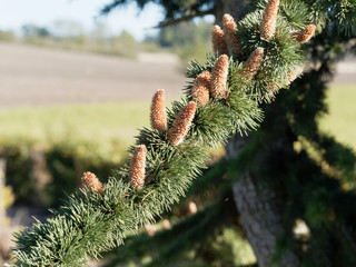 Rameaux aux aiguilles courtes bleuâtres garnis de bourgeons brunâtre et dressés du cèdre bleu ou cèdre de l'Atlas en début d'automne (Cedrus atlantica)