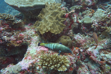 amazing marine fish world maldives