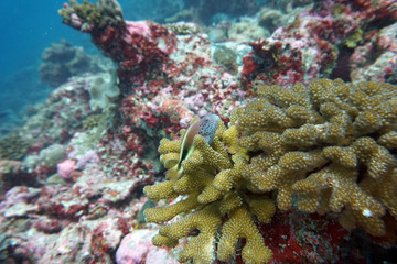 amazing marine fish world maldives